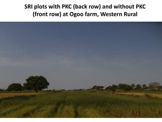 SRI plots with PKC (back row) and without PKC
(front row) at Ogoo farm, Western Rural
 