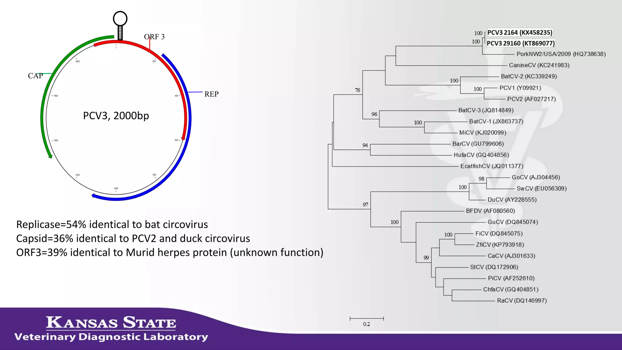 Replicase=54% identical to bat circovirus
Capsid=36% identical to PCV2 and duck circovirus
ORF3=39% identical to Murid herpes protein (unknown function)
REP
ORF 3
CAP
PCV3, 2000bp
 