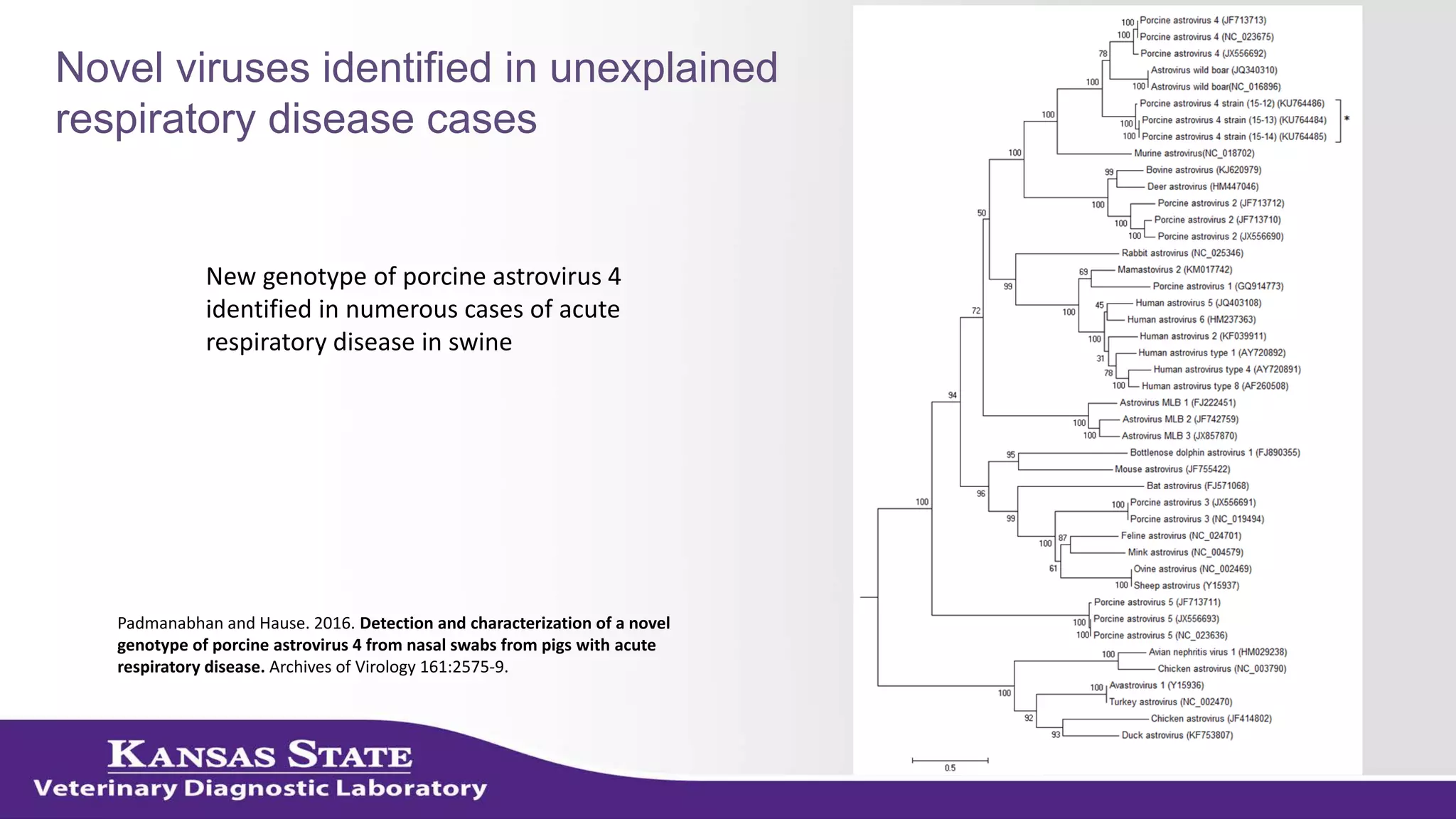 Novel viruses identified in unexplained
respiratory disease cases
New genotype of porcine astrovirus 4
identified in numerous cases of acute
respiratory disease in swine
Padmanabhan and Hause. 2016. Detection and characterization of a novel
genotype of porcine astrovirus 4 from nasal swabs from pigs with acute
respiratory disease. Archives of Virology 161:2575-9.
 