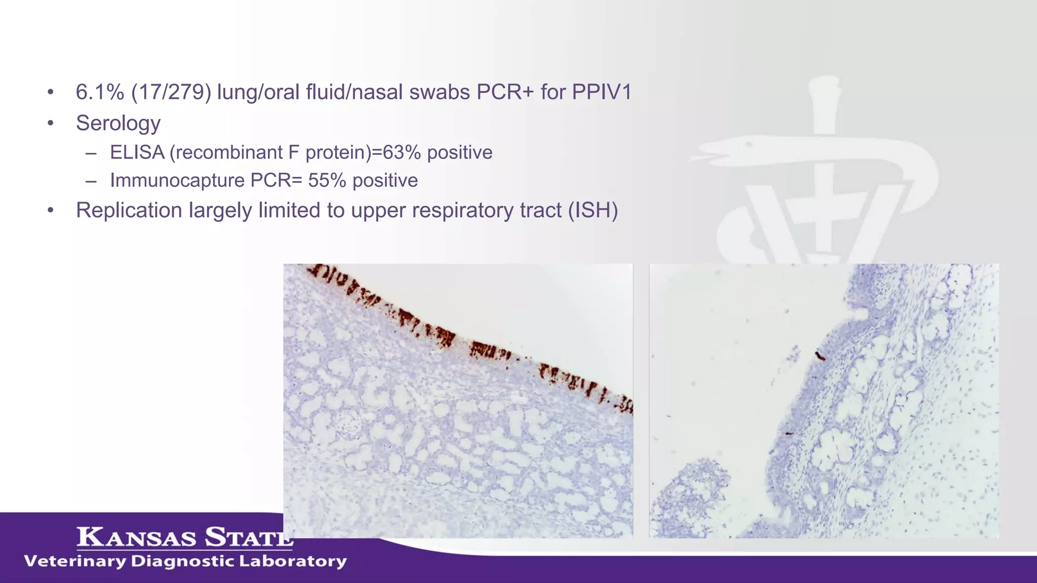 • 6.1% (17/279) lung/oral fluid/nasal swabs PCR+ for PPIV1
• Serology
– ELISA (recombinant F protein)=63% positive
– Immunocapture PCR= 55% positive
• Replication largely limited to upper respiratory tract (ISH)
 