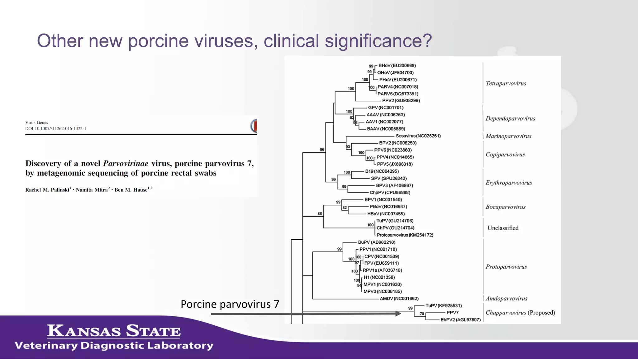 Other new porcine viruses, clinical significance?
Porcine parvovirus 7
 