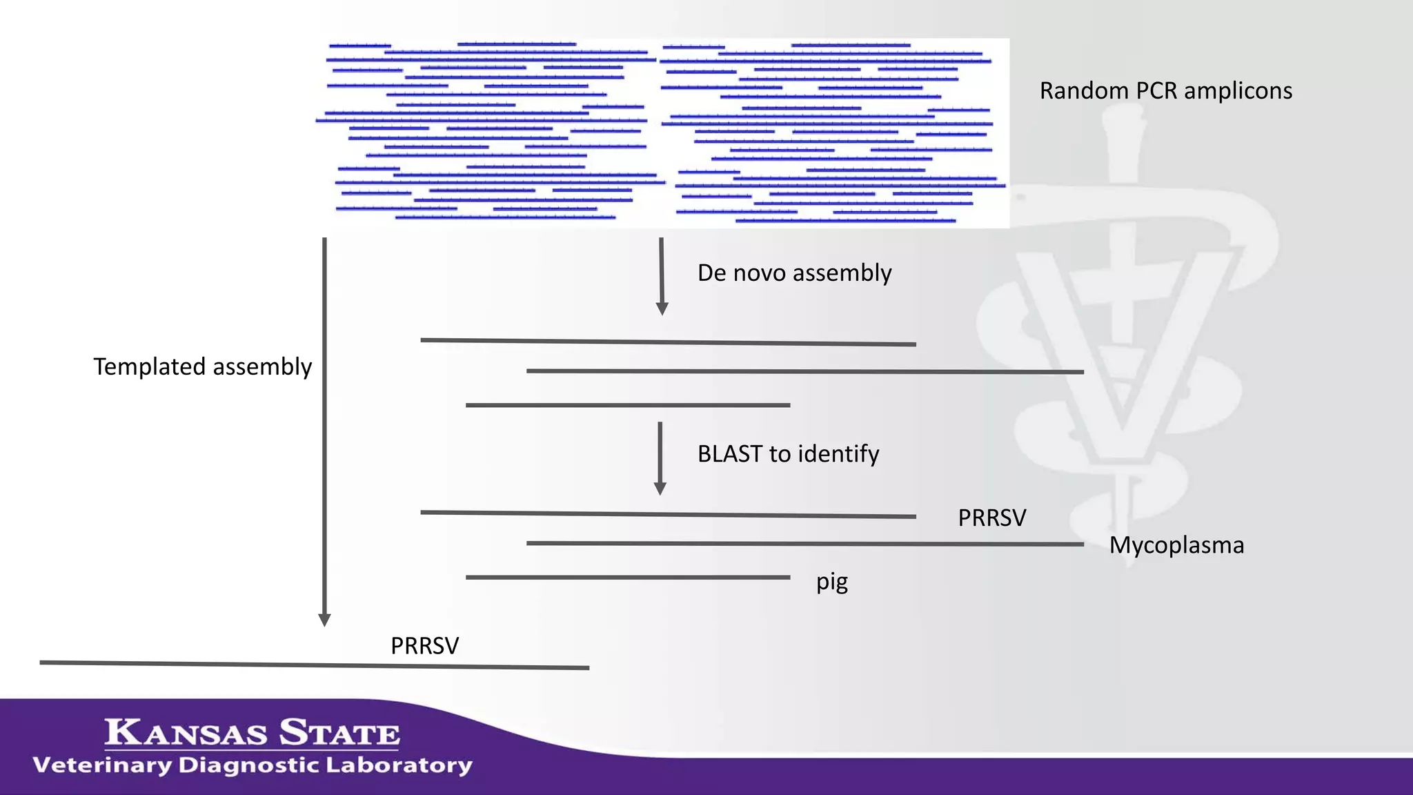 De novo assembly
BLAST to identify
PRRSV
Mycoplasma
pig
Templated assembly
PRRSV
Random PCR amplicons
 