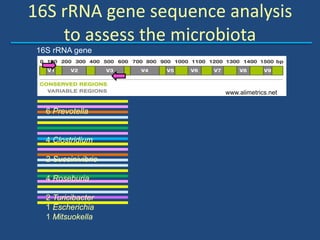Dr. Heather Allen - The Swine Gut Microbiota: Status and Outlook | PDF