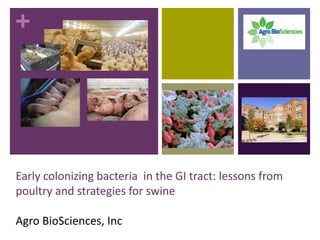 +
Early colonizing bacteria in the GI tract: lessons from
poultry and strategies for swine
Agro BioSciences, Inc
 