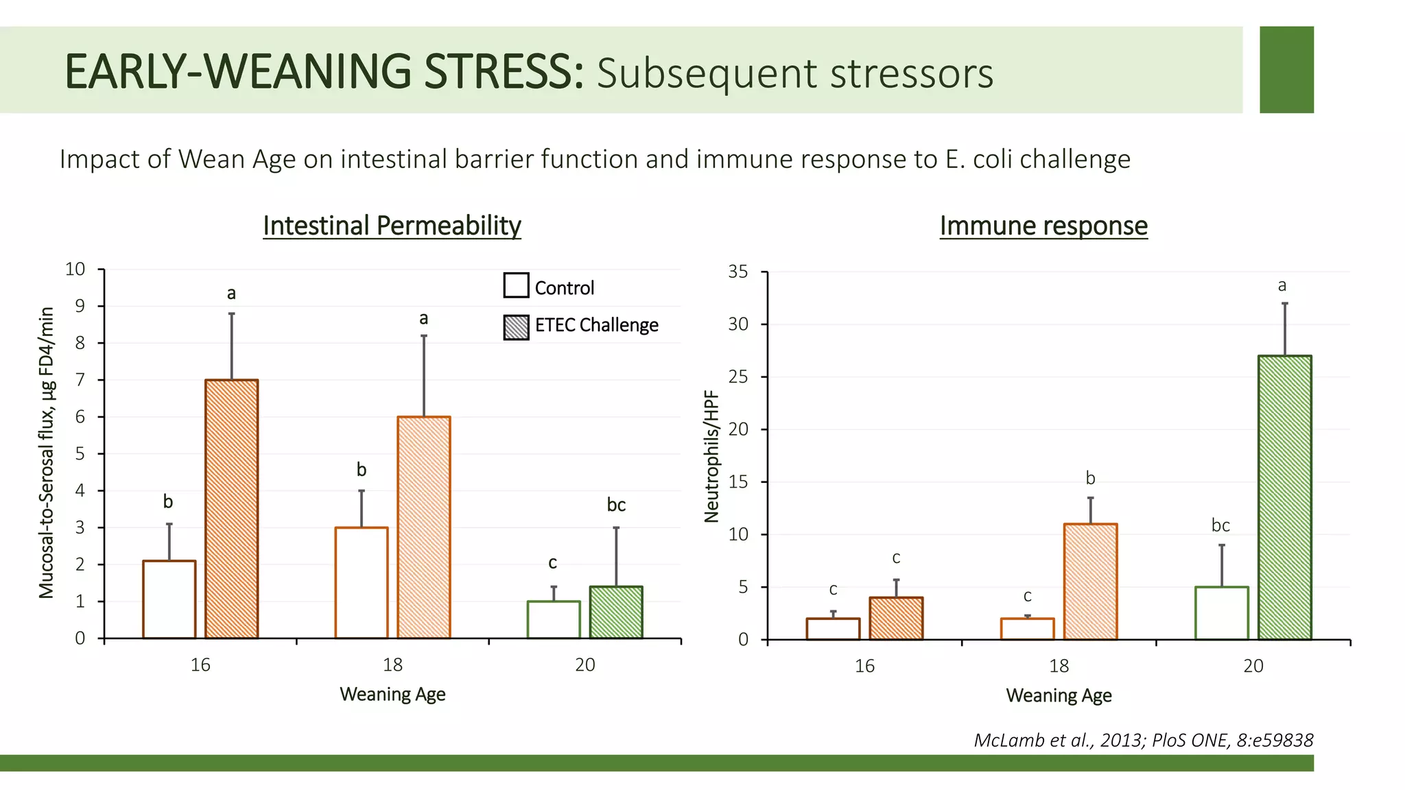 EARLY-WEANING STRESS: Subsequent stressors
Impact of Wean Age on intestinal barrier function and immune response to E. coli challenge
McLamb et al., 2013; PloS ONE, 8:e59838
b
b
c
a
a
bc
0
1
2
3
4
5
6
7
8
9
10
16 18 20
Mucosal-to-Serosalflux,µgFD4/min
Weaning Age
Control
ETEC Challenge
c c
bc
c
b
a
0
5
10
15
20
25
30
35
16 18 20
Neutrophils/HPF
Weaning Age
Intestinal Permeability Immune response
 