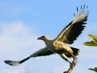 Bildquelle: Sias van Schalkwyk,
        Stock_XChnge
 