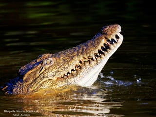 Bildquelle: Sias van Schalkwyk,
        Stock_XChnge
 