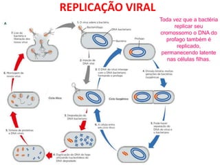 REPLICAÇÃO VIRAL
Toda vez que a bactéria
replicar seu
cromossomo o DNA do
profago também é
replicado,
permanecendo latente
nas células filhas.
 