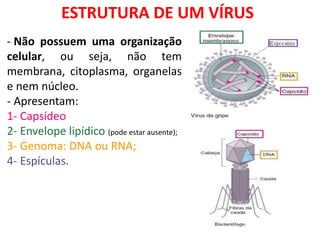 ESTRUTURA DE UM VÍRUS
- Não possuem uma organização
celular, ou seja, não tem
membrana, citoplasma, organelas
e nem núcleo.
- Apresentam:
1- Capsídeo
2- Envelope lipídico (pode estar ausente);
3- Genoma: DNA ou RNA;
4- Espículas.
 