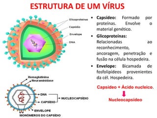 ESTRUTURA DE UM VÍRUS
• Capsídeo: Formado por
proteínas. Envolve o
material genético.
• Glicoproteínas:
Relacionadas ao
reconhecimento,
ancoragem, penetração e
fusão na célula hospedeira.
• Envelope: Bicamada de
fosfolipídeos provenientes
da cél. Hospedeira.
Capsídeo + Ácido nucleico.
Nucleocapsídeo
 