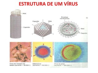ESTRUTURA DE UM VÍRUS
 