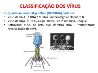 CLASSIFICAÇÃO DOS VÍRUS
1- Quanto ao material genético (GENOMA) pode ser:
• Vírus de DNA  DNA / Muitos Bacteriófagos e Hepatite B.
• Vírus de RNA  RNA / Gripe, Raiva, Febre Amarela, Dengue.
• Retrovírus: vírus de RNA que sintetiza DNA – transcriptase
reversa (ação do HIV).
 