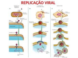 REPLICAÇÃO VIRAL
 