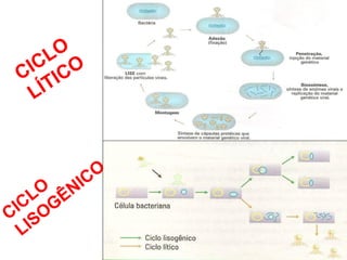 CICLO
LÍTICO
CICLO
LISOGÊNICO
 