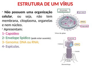ESTRUTURA DE UM VÍRUS
- Não possuem uma organização
celular, ou seja, não tem
membrana, citoplasma, organelas
e nem núcleo.
- Apresentam:
1- Capsídeo
2- Envelope lipídico (pode estar ausente);
3- Genoma: DNA ou RNA;
4- Espículas.
 