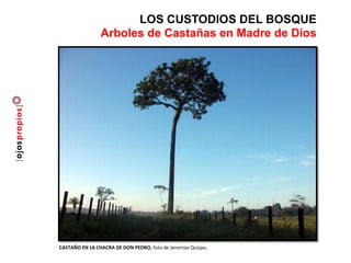 LOS CUSTODIOS DEL BOSQUE
Arboles de Castañas en Madre de Dios
CASTAÑO EN LA CHACRA DE DON PEDRO, foto de Jeremías Quispe.
 