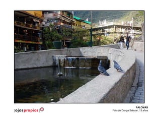 PALOMAS
Foto de Dunga Salazar, 13 años
 