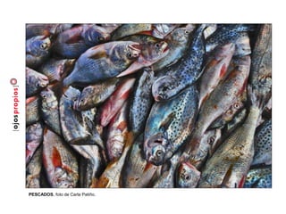 PESCADOS, foto de Carla Patiño.
 