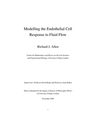 Modelling the Endothelial Cell
       Response to Fluid Flow


                 Richard J. Allen

   Centre for Mathematics and Physics in the Life Sciences
    and Experimental Biology, University College London




Supervisors: Professor David Bogle and Professor Anne Ridley



Thesis submitted for the degree of Doctor of Philosophy (Ph.D.)
                 at University College London

                       November 2008




                              1
 