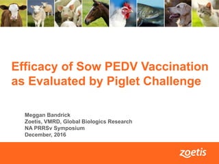 1
Efficacy of Sow PEDV Vaccination
as Evaluated by Piglet Challenge
Meggan Bandrick
Zoetis, VMRD, Global Biologics Research
NA PRRSv Symposium
December, 2016
 