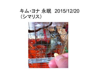 キム・ヨナ 永眠　2015/12/20	
（シマリス）
 
