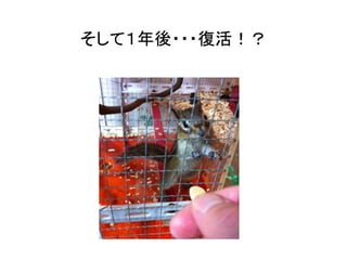 そして１年後・・・復活！？	
 