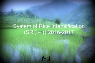 मुस्कान जैविविक खेती समूह
पांगना घाटी में System of Rice
Intensification (SRI) – धान घन्न
प्रबंधन (श्री िविधी) वि जैविविक खेती के प्रयोग
2016-2017
सोमक्रष्ण गौतम – अाशीष गुप्ता
(प्रधान - सदस्य)
 
