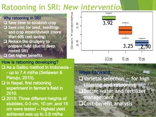 Ratooning in SRI: New intervention
3.92
3.25 2.50
 