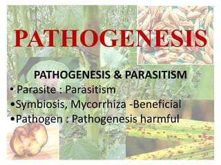 PATHOGENESIS
PATHOGENESIS & PARASITISM
• Parasite : Parasitism
•Symbiosis, Mycorrhiza -Beneficial
•Pathogen : Pathogenesis harmful
 
