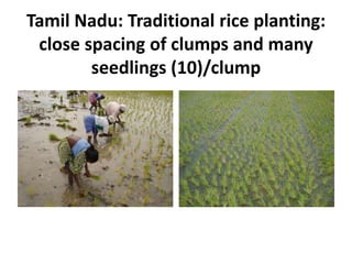 Tamil Nadu: Traditional rice planting:
close spacing of clumps and many
seedlings (10)/clump
 