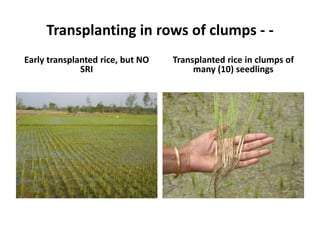 Transplanting in rows of clumps - -
Early transplanted rice, but NO
SRI
Transplanted rice in clumps of
many (10) seedlings
 