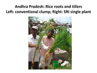 Andhra Pradesh: Rice roots and tillers
Left: conventional clump; Right: SRI single plant
 