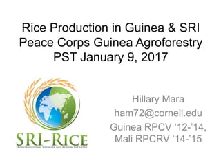 Rice Production in Guinea & SRI
Peace Corps Guinea Agroforestry
PST January 9, 2017
Hillary Mara
ham72@cornell.edu
Guinea RPCV ‘12-’14,
Mali RPCRV ‘14-’15
 