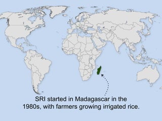 SRI started in Madagascar in the
1980s, with farmers growing irrigated rice.
 