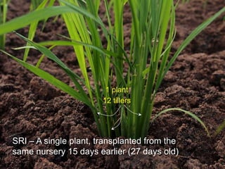 SRI – A single plant, transplanted from the
same nursery 15 days earlier (27 days old)
1 plant
12 tillers
 