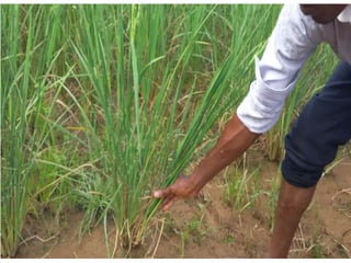  1701- Rice Production in Guinea and SRI,  Peace Corps Guinea