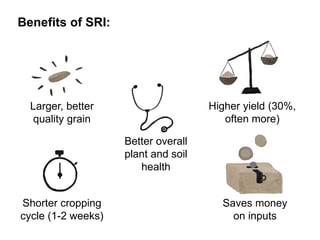 Higher yield (30%,
often more)
Shorter cropping
cycle (1-2 weeks)
Saves money
on inputs
Benefits of SRI:
Better overall
plant and soil
health
Larger, better
quality grain
 