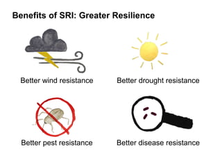 Benefits of SRI: Greater Resilience
Better pest resistance Better disease resistance
Better wind resistance Better drought resistance
 