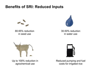 Benefits of SRI: Reduced Inputs
30-50% reduction
in water use
80-95% reduction
in seed use
Reduced pumping and fuel
costs for irrigated rice
Up to 100% reduction in
agrochemical use
 