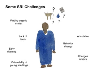 Some SRI Challenges
Finding organic
matter
AdaptationLack of
tools
Behavior
change
Early
ripening
Changes
in labor
Vulnerability of
young seedlings
 
