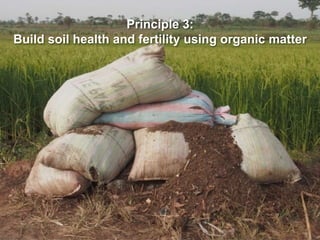 Principle 3:
Build soil health and fertility using organic matter
 