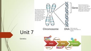 Unit 7
Genetics
 