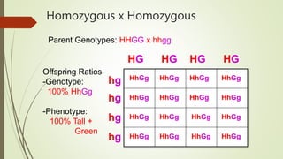 plant physiology notes on the igcse edexcel | PPT