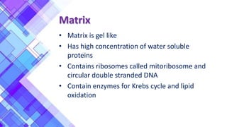 Matrix
• Matrix is gel like
• Has high concentration of water soluble
proteins
• Contains ribosomes called mitoribosome and
circular double stranded DNA
• Contain enzymes for Krebs cycle and lipid
oxidation
 