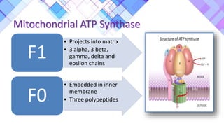 Mitochondrial ATP Synthase
• Projects into matrix
• 3 alpha, 3 beta,
gamma, delta and
epsilon chains
F1
• Embedded in inner
membrane
• Three polypeptides
F0
 