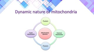 Dynamic nature of mitochondria
Mitochondrial
dynamics
Fusion
Fissioned
mitochondria
Fission
Fused
mitochondria
 