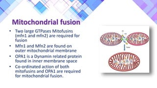 Mitochondrial fusion
• Two large GTPases Mitofusins
(mfn1 and mfn2) are required for
fusion
• Mfn1 and Mfn2 are found on
outer mitochondrial membrane
• OPA1 is a Dynamin related protein
found in inner membrane space
• Co-ordinated action of both
mitofusins and OPA1 are required
for mitochondrial fusion.
 