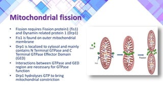 Mitochondrial fission
• Fission requires Fission protein1 (fis1)
and Dynamin related protein 1 (Drp1)
• Fis1 is found on outer mitochondrial
membrane
• Drp1 is localized to cytosol and mainly
contains N Terminal GTPase and C
Terminal GTPase Effector Domain
(GED)
• Interactions between GTPase and GED
region are necessary for GTPase
function
• Drp1 hydrolyses GTP to bring
mitochondrial constriction
 