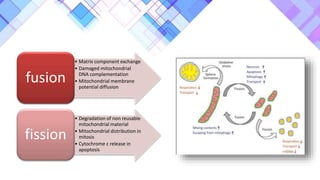 • Matrix component exchange
• Damaged mitochondrial
DNA complementation
• Mitochondrial membrane
potential diffusion
fusion
• Degradation of non reusable
mitochondrial material
• Mitochondrial distribution in
mitosis
• Cytochrome c release in
apoptosis
fission
 