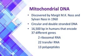 Mitochondrial DNA
• Discovered by Margit M.K. Nass and
Sylvan Nass in 1960
• Circular and double stranded DNA
• 16,500 bp in humans that encode
37 different genes
2 ribosomal RNA
22 transfer RNA
13 polypeptides
 